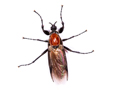 Bibio hortulanus